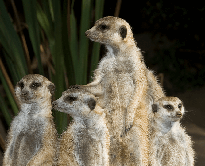 Group of meerkats standing. 