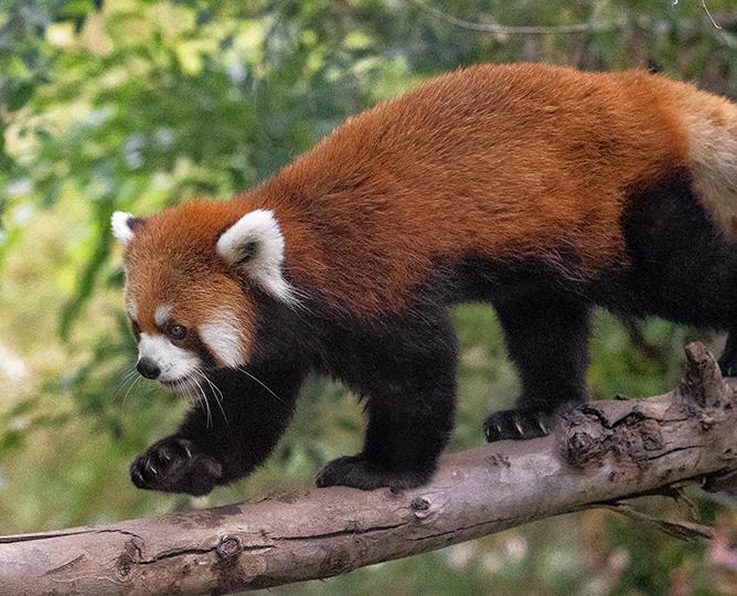 red panda walking across a branch