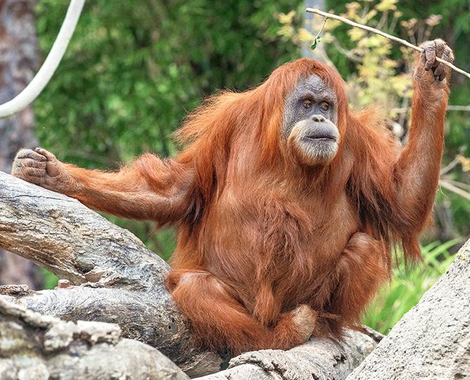 orangutan holding a stick