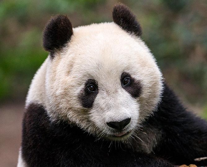 Giant Panda