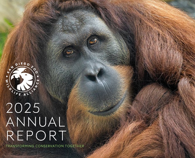 2025 Annual Report - Orangutan