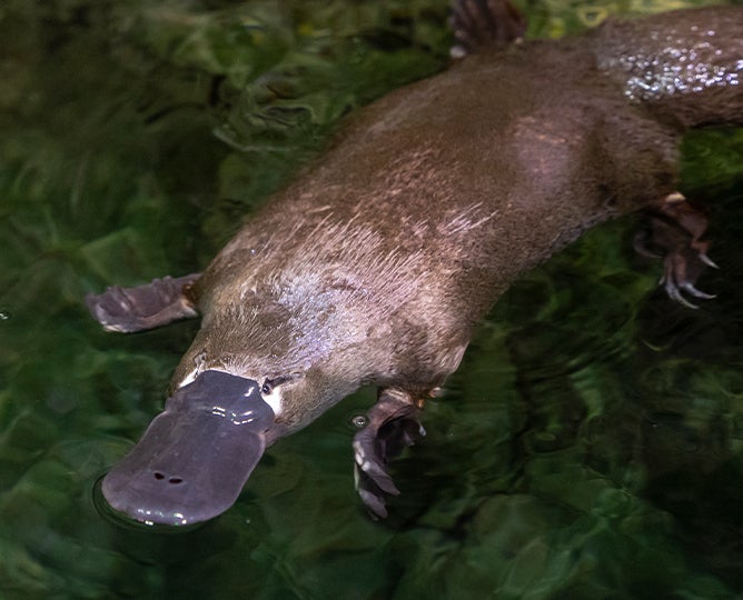 platypus
