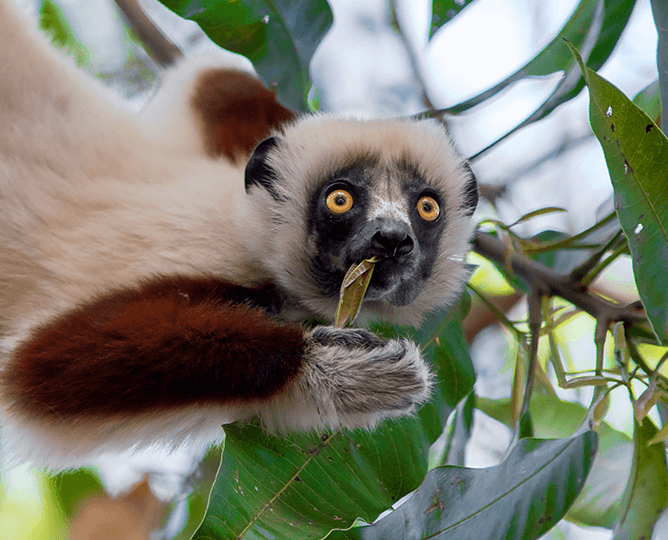 Sifaka eating a leaf while it hangs onto a tree branch.
