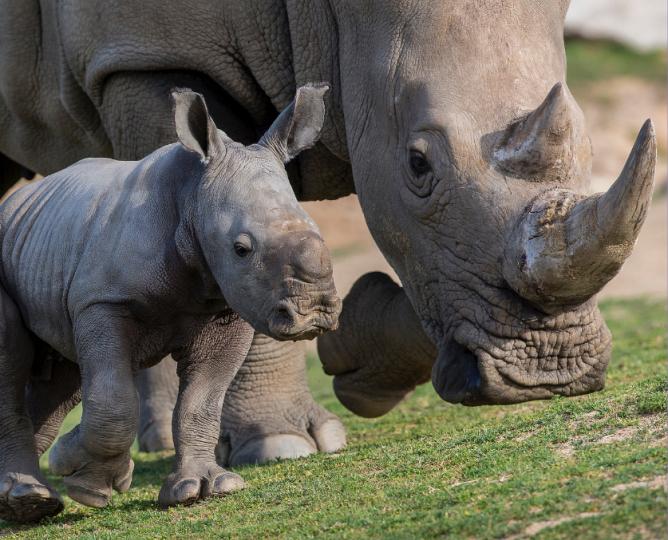 Mother Southern white rhino with baby.